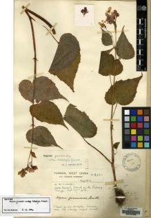 Type specimen at Edinburgh (E). Forrest, George: 6421. Barcode: E00157056.