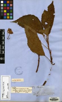 Type specimen at Edinburgh (E). Spruce, Richard: 4859. Barcode: E00157075.