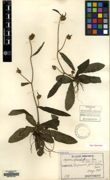 Type specimen at Edinburgh (E). Taquet, Emile: 978. Barcode: E00157191.