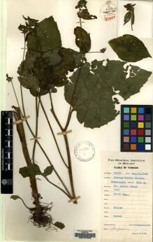 Type specimen at Edinburgh (E). Yu, Tse-tsun: 22597. Barcode: E00157208.