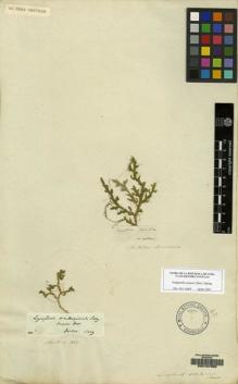 Type specimen at Edinburgh (E). Desvaux: . Barcode: E00157390.