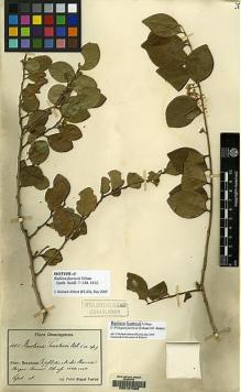 Type specimen at Edinburgh (E). Fuertes, Miguel: 1065. Barcode: E00157566.