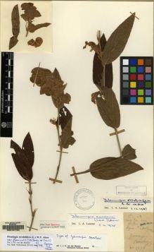 Type specimen at Edinburgh (E). Cavalerie, Pierre: 2579. Barcode: E00157784.