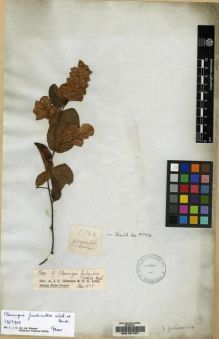 Type specimen at Edinburgh (E). : 5754. Barcode: E00157787.