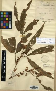 Type specimen at Edinburgh (E). Lace, John: 5858. Barcode: E00157791.