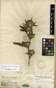 Type specimen at Edinburgh (E). Buchanan-Hamilton, Francis: 1694. Barcode: E00157792.