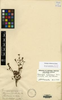 Type specimen at Edinburgh (E). Schultz, Fred: 469. Barcode: E00157793.