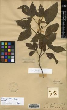 Type specimen at Edinburgh (E). Kerr, Arthur: 976. Barcode: E00157795.