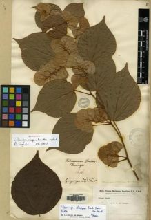 Type specimen at Edinburgh (E). Buchanan-Hamilton, Francis: 1696. Barcode: E00157797.