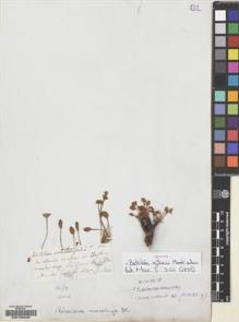 Type specimen at Edinburgh (E). Gillies, John: . Barcode: E00158035.