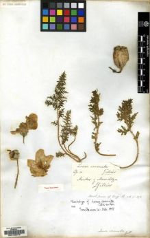 Type specimen at Edinburgh (E). Gillies, John: . Barcode: E00158079.