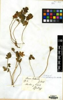 Type specimen at Edinburgh (E). Gillies, John: . Barcode: E00158250.