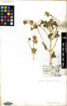 Type specimen at Edinburgh (E). Gillies, John: . Barcode: E00158263.
