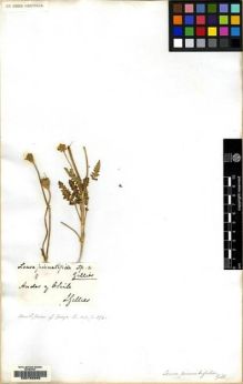 Type specimen at Edinburgh (E). Gillies, John: . Barcode: E00158269.