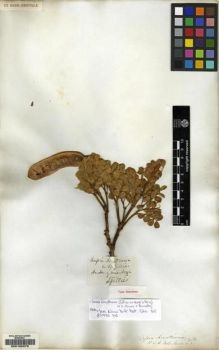 Type specimen at Edinburgh (E). Gillies, John: . Barcode: E00158379.
