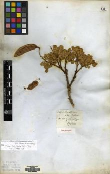 Type specimen at Edinburgh (E). Gillies, John: . Barcode: E00158380.