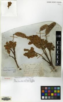 Type specimen at Edinburgh (E). Gillies, John: . Barcode: E00158381.