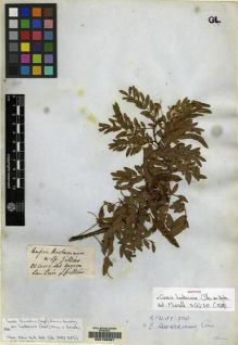 Type specimen at Edinburgh (E). Gillies, John: . Barcode: E00158387.