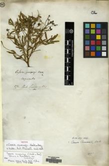 Type specimen at Edinburgh (E). Cuming, Hugh: 874. Barcode: E00158452.