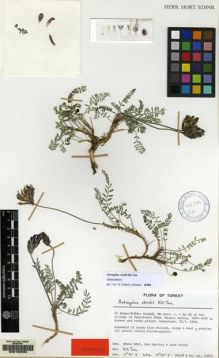 Type specimen at Edinburgh (E). Görk, Guven; Hartvig, Per; Strid, Arne: 23923. Barcode: E00160084.