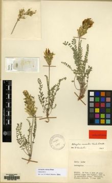 Type specimen at Edinburgh (E). Davis, Peter: 44740. Barcode: E00160139.