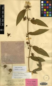 Type specimen at Edinburgh (E). Kerr, Arthur: 1049A. Barcode: E00160188.