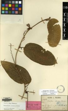 Type specimen at Edinburgh (E). Pierre, Jean: 1628. Barcode: E00160191.