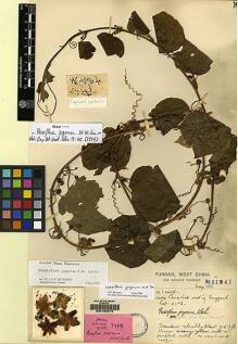 Type specimen at Edinburgh (E). Forrest, George: 11941. Barcode: E00160219.