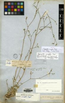 Type specimen at Edinburgh (E). Kotschy, Carl (Karl): 64. Barcode: E00160314.