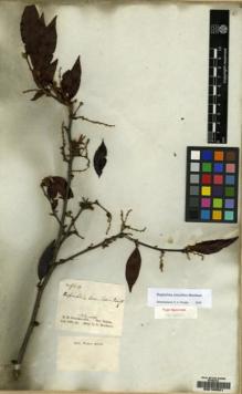Type specimen at Edinburgh (E). Schomburgk, Robert: 924. Barcode: E00160521.