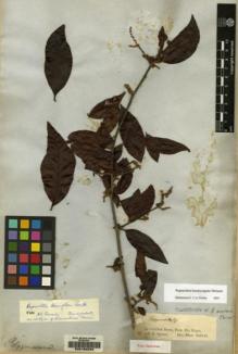 Type specimen at Edinburgh (E). Spruce, Richard: . Barcode: E00160534.