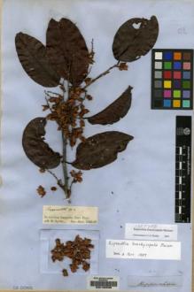 Type specimen at Edinburgh (E). Spruce, Richard: . Barcode: E00160539.