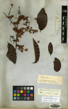 Type specimen at Edinburgh (E). Spruce, Richard: . Barcode: E00160540.