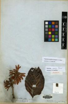Type specimen at Edinburgh (E). Cuming, Hugh: 1148. Barcode: E00160542.