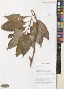 Type specimen at Edinburgh (E). Mendum, M., Atkins, H.J., Newman, M.F., Hendrian, Sofyan, A.: 188. Barcode: E00160682.