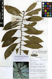 Type specimen at Edinburgh (E). Mendum, M., Atkins, H.J., Newman, M.F., Hendrian, Sofyan, A.: 91. Barcode: E00160686.
