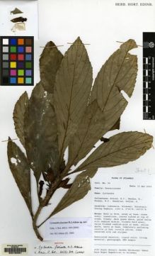 Type specimen at Edinburgh (E). Mendum, M., Atkins, H.J., Newman, M.F., Hendrian, Sofyan, A.: 54. Barcode: E00160691.