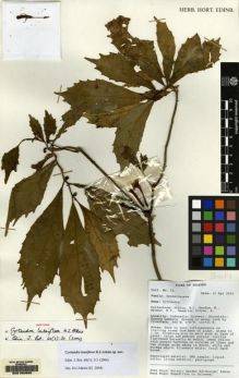 Type specimen at Edinburgh (E). Mendum, M., Atkins, H.J., Newman, M.F., Hendrian, Sofyan, A.: 52. Barcode: E00160693.