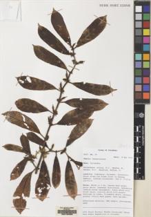 Type specimen at Edinburgh (E). Mendum, M., Atkins, H.J., Newman, M.F., Hendrian, Sofyan, A.: 38. Barcode: E00160696.