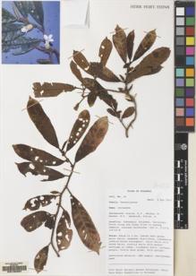 Type specimen at Edinburgh (E). Mendum, M., Atkins, H.J., Newman, M.F., Hendrian, Sofyan, A.: 38. Barcode: E00160697.