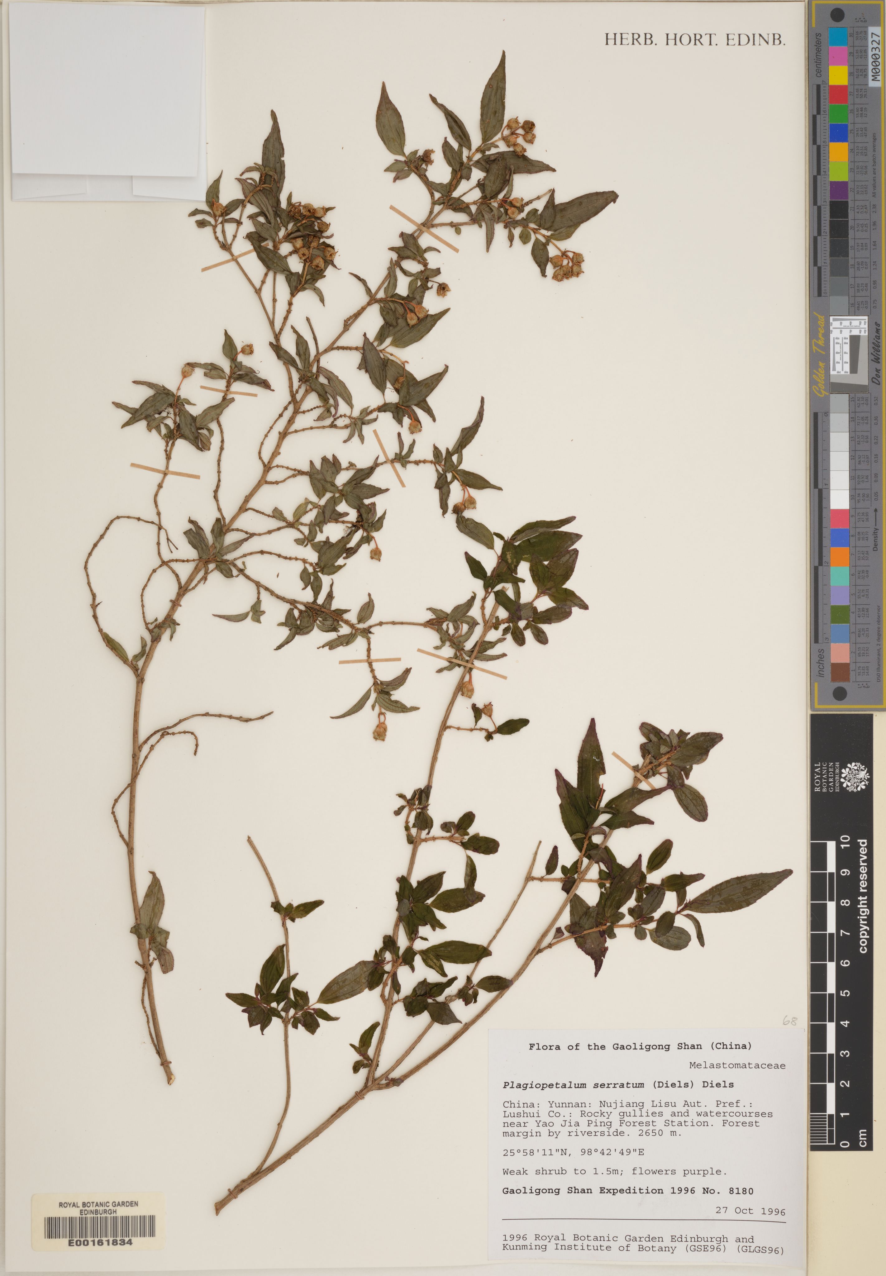 Plagiopetalum serratum (Plagiopetalum serratum)