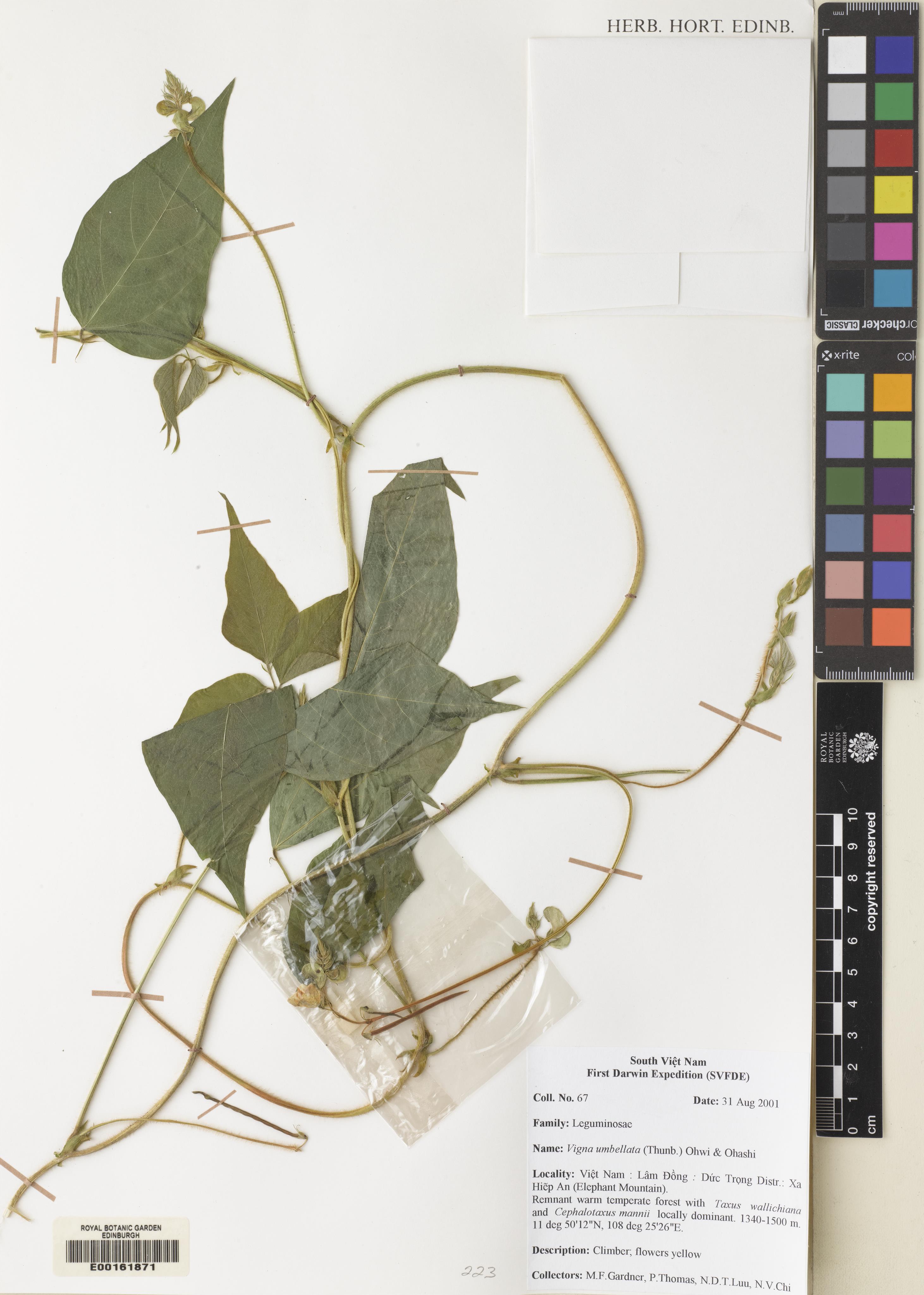 Vigna umbellata — ảnh 2