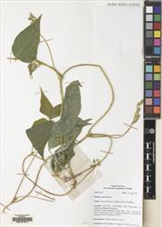 Vigna umbellata — ảnh 3