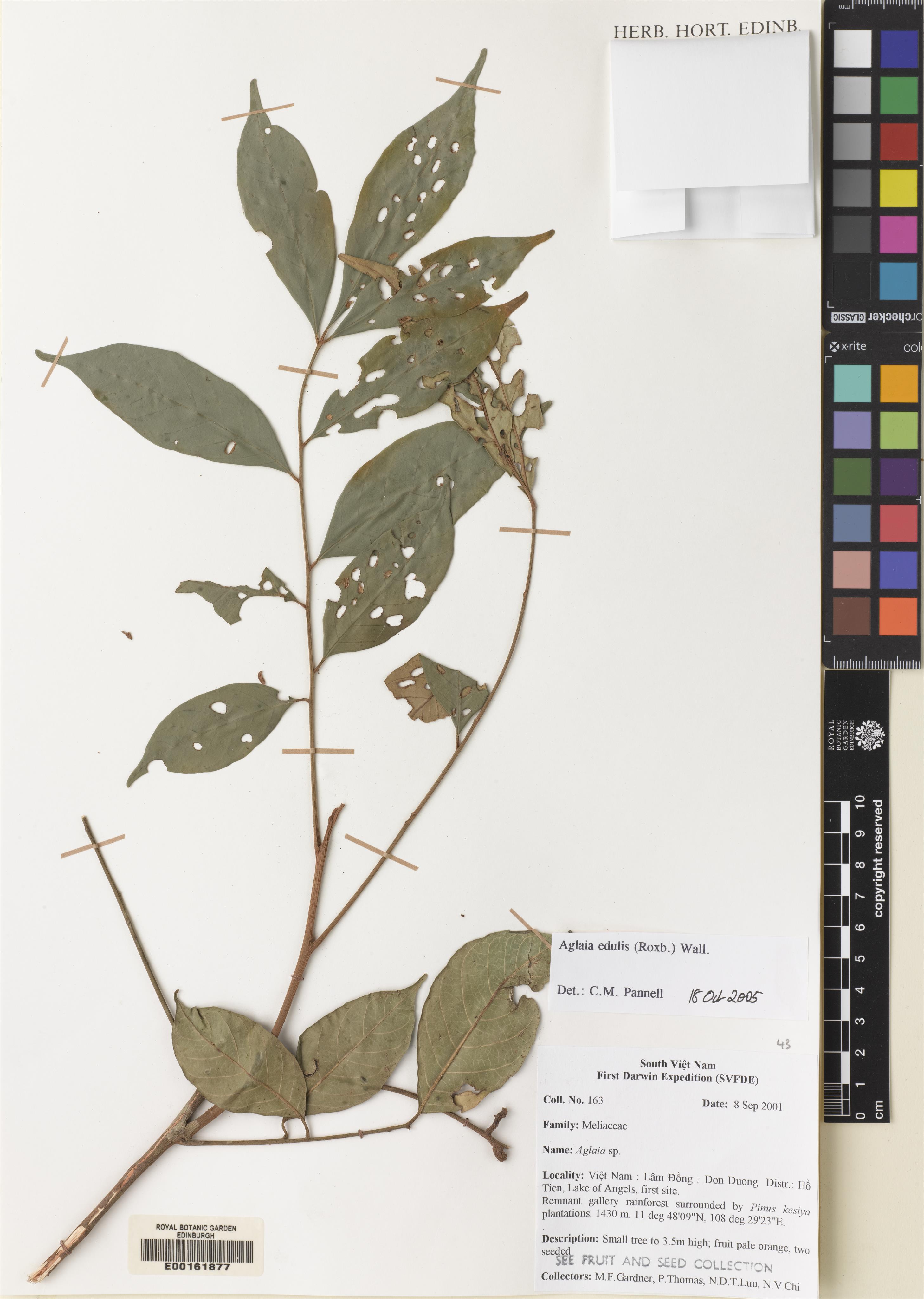 Aglaia edulis — ảnh 3
