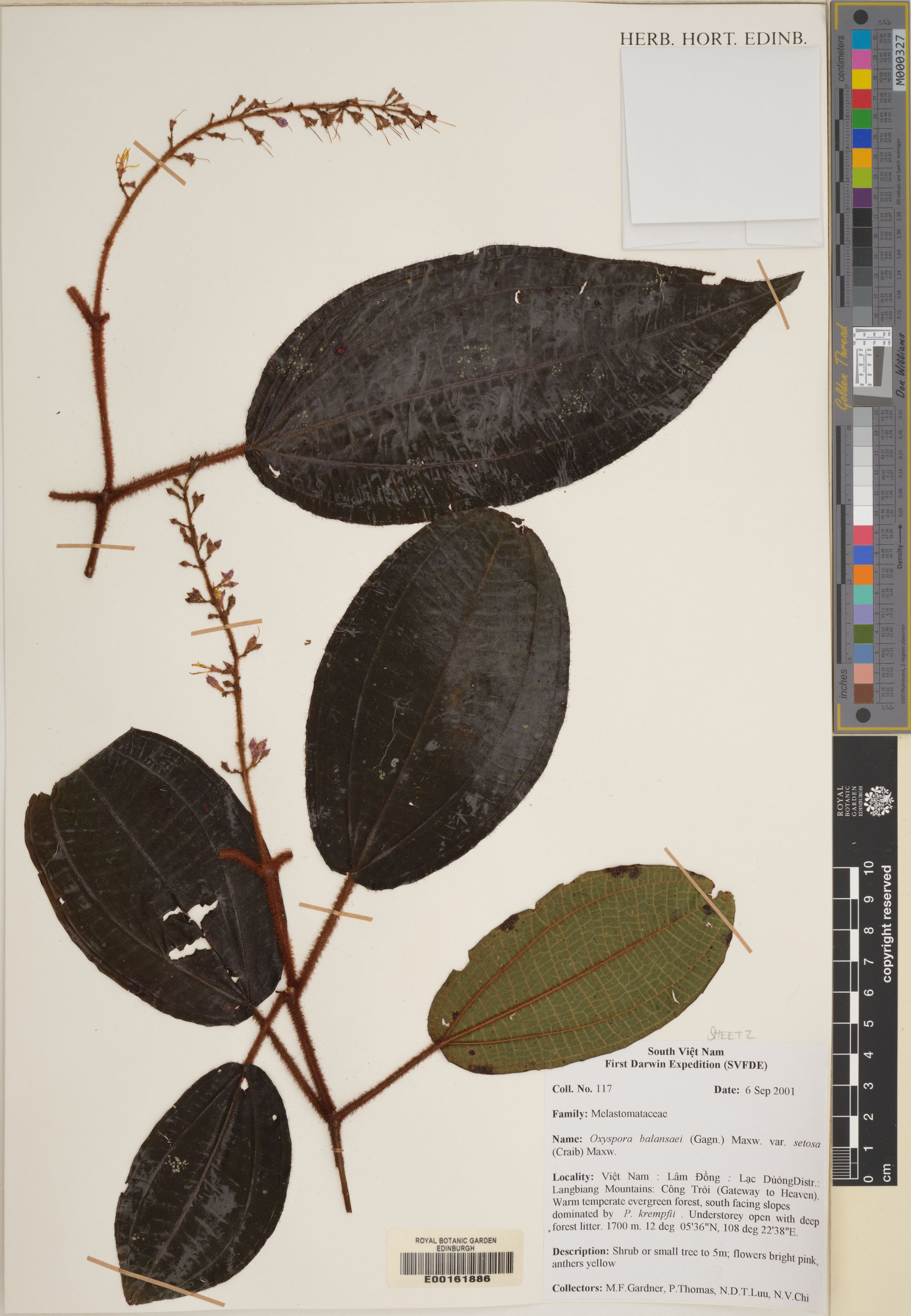 Allomorphia balansae — ảnh 3