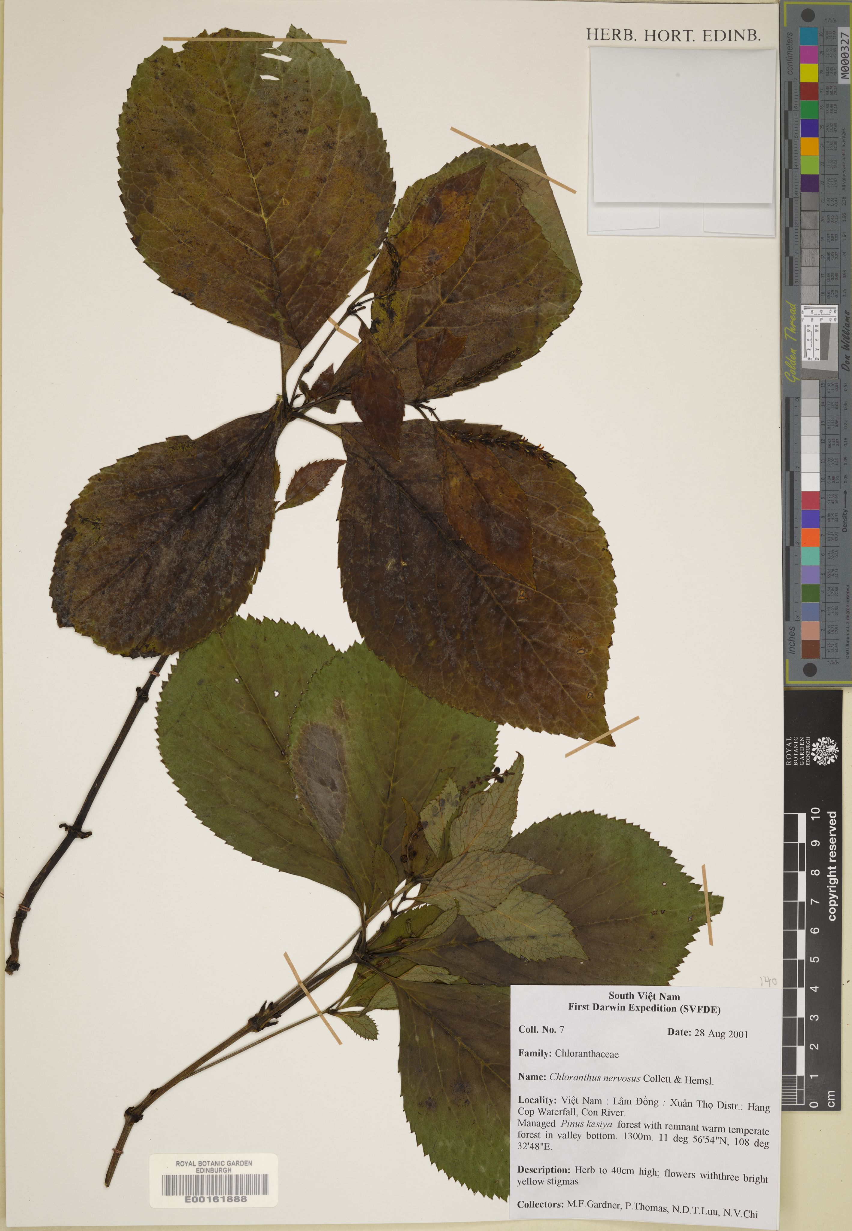 Chloranthus nervosus — ảnh 2