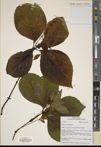 Chloranthus nervosus — ảnh 3
