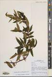 Zanthoxylum acanthopodium — ảnh 3