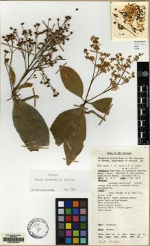 Type specimen at Edinburgh (E). : NGF12970. Barcode: E00162361.