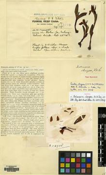 Type specimen at Edinburgh (E). Forrest, George: 14738. Barcode: E00162680.